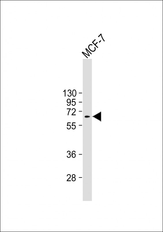 Anti-MDM2 Antibody at 1:4000 dilution + MCF-7 whole cell lysateLysates/proteins at 20 µg per lane