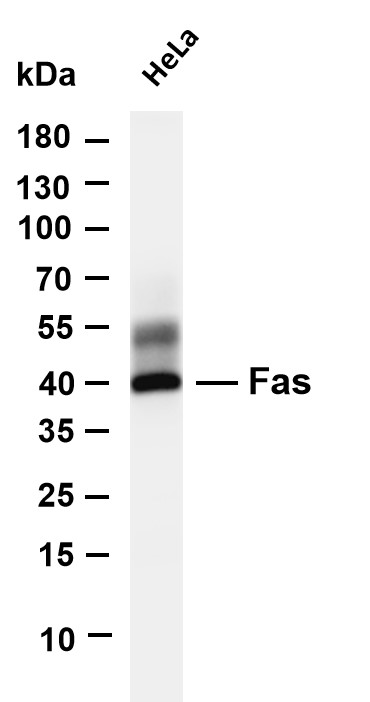Various whole cell lysates were separated by 4-20% SDS-PAGE, and the membrane was blotted with anti-Fas antibody