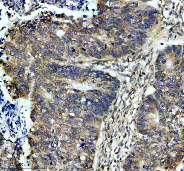 m00055 fas primary antibodies ihc testing 3