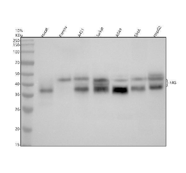 Western blot analysis of FAS using anti-FAS antibody (M00055)