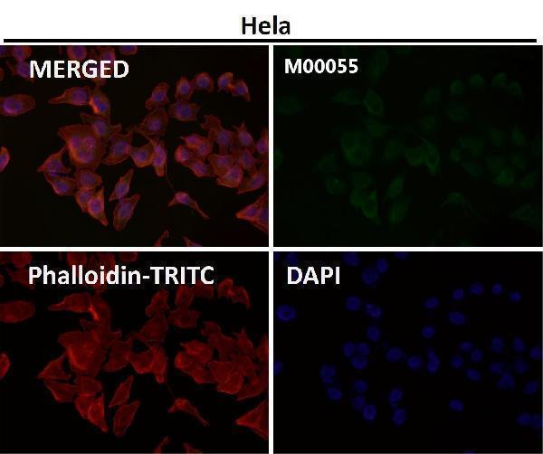 Immunofluorescent analysis using the Antibody at 1:150 dilution
