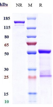 Anti-CCL2/MCP1 Reference Antibody (carlumab) on SDS-PAGE under reducing (R) condition