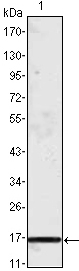Western Blot analysis using MCP-1 Monoclonal Antibody against truncated MCP-1 recombinant protein