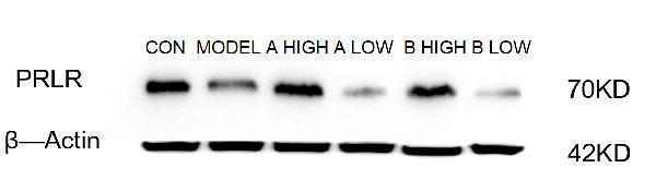 m00057 2 er alpha primary antibodies wb testing 1