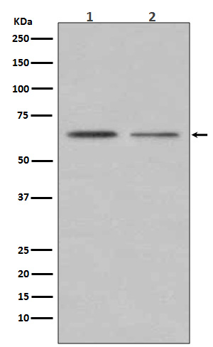 m00057 2 wb