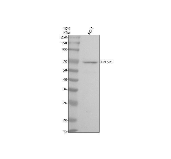 Western blot analysis of ERESR1 using anti-ERESR1 antibody (M00057-4)