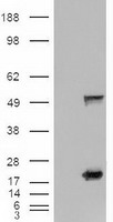 m00058 1 anti sonic hedgehog shh mouse monoclonal antibody clone id oti10h6 wb testing 1