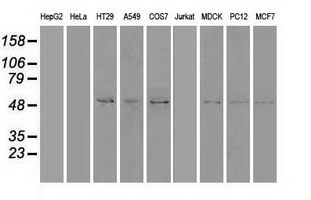 m00058 1 anti sonic hedgehog shh mouse monoclonal antibody clone id oti10h6 wb testing 2