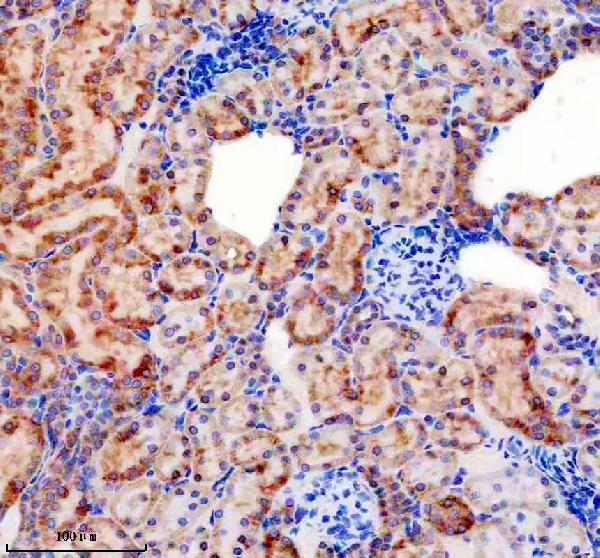 m00058 shh primary antibodies ihc testing 3