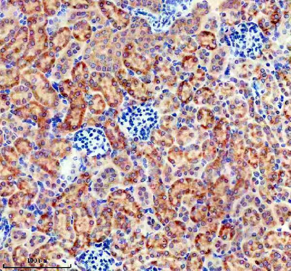 m00058 shh primary antibodies ihc testing 4