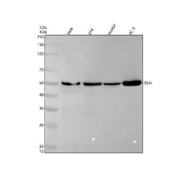 m00058 shh primary antibodies wb testing 1