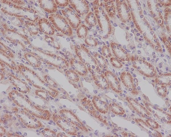 m00059 ihc