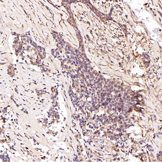 m00059 ihc9