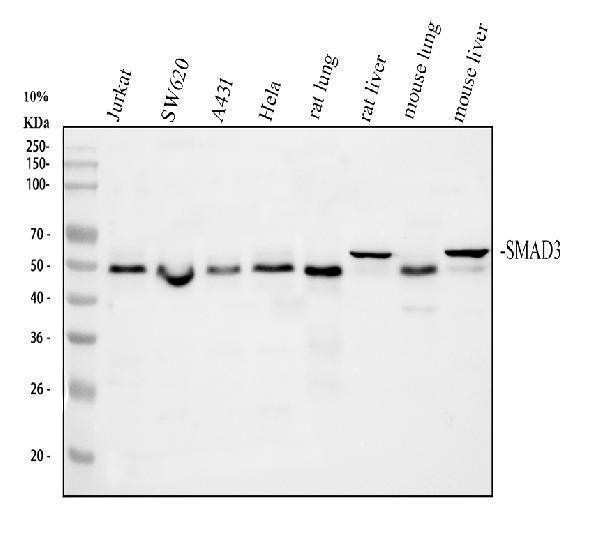 m00059 smad3 primary antibodies wb testing 1