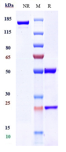 Anti-CCR5/CD195 Reference Antibody (leronlimab) on SDS-PAGE under reducing (R) condition