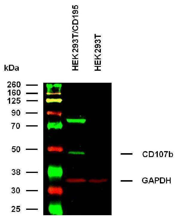 m00061 hu cd195 primary antibodies wb testing 1