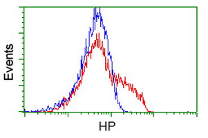 HEK293T cells transfected with either HP (Myc-DDK-tagged) overexpress plasmid (Red) or empty vector control plasmid (Blue) were immunostained by anti-HP antibody (M00062-1)