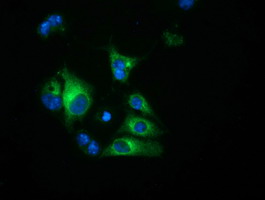 Anti-HP mouse monoclonal antibody (M00062-1) immunofluorescent staining of COS7 cells transiently transfected by pCMV6-ENTRY HP