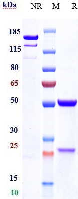Anti-Haptoglobin Reference Antibody (KHK patent anti-Haptoglobin) on SDS-PAGE under reducing (R) condition