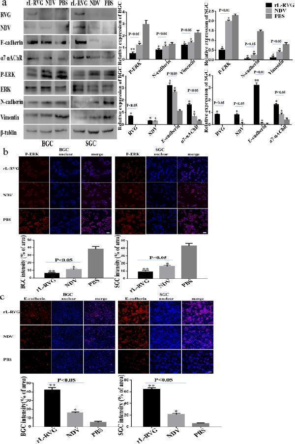 Expression of RVG, NDV, α7-nAChR, MEK/ERK signaling pathway and epithelial/mesenchymal markers proteins in infected BGC and SGC cells