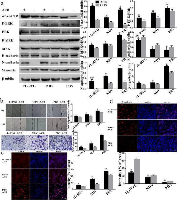 Effects of rL-RVG and ACB pretreated SGC cells on the α7-nAChR, MEK/ERK signaling pathway, epithelial/mesenchymal proteins and cell migration