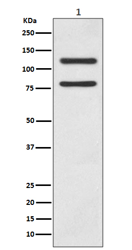 m00063 4 wb