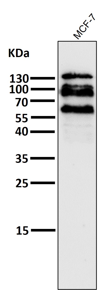 All lanes use the Antibody at 1:6W dilution for 1 hour at room temperature