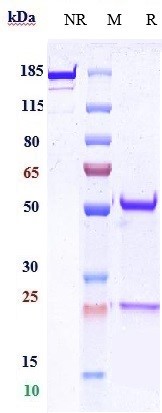 Anti-CDH1/E-cadherin/CD324 Reference Antibody (Stem Centrx patent anti-Cadherin-1) on SDS-PAGE under reducing (R) condition
