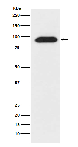 m00064 wb