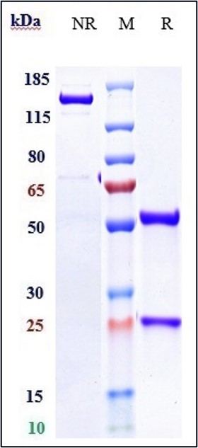 Anti-CD28 Reference Antibody (Theralizumab) on SDS-PAGE under reducing (R) condition