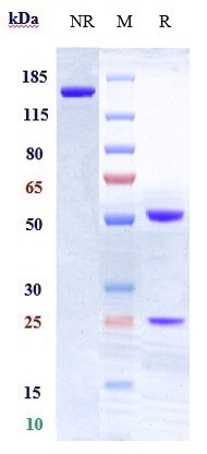 Anti-CD28 Reference Antibody (FR104) on SDS-PAGE under reducing (R) condition