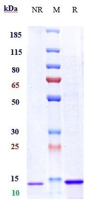 Anti-CD28 Reference Antibody (lulizumab) on SDS-PAGE under reducing (R) condition