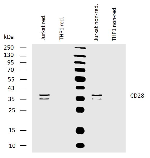 Western blotting analysis of human CD28 using mouse monoclonal antibody CD28