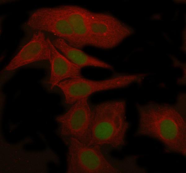 m00066 1 hmgb1 primary antibodies if testing 7