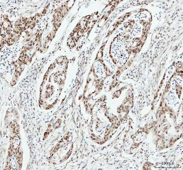 m00066 1 hmgb1 primary antibodies ihc testing 2