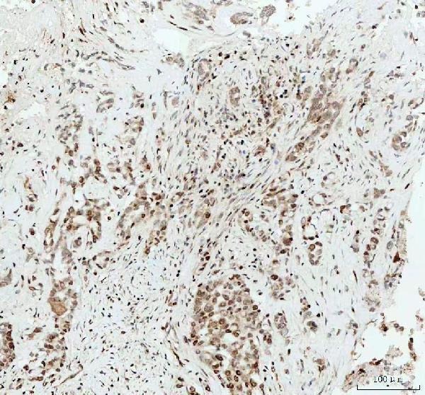 m00066 1 hmgb1 primary antibodies ihc testing 3
