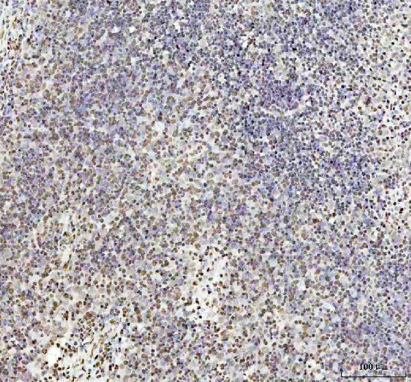 m00066 1 hmgb1 primary antibodies ihc testing 4