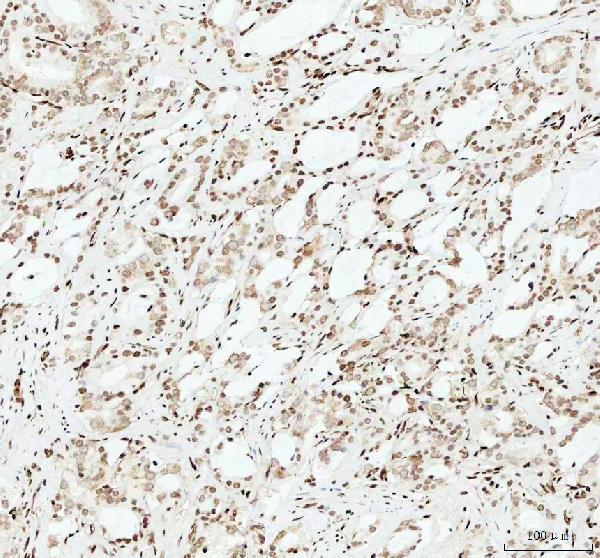 m00066 1 hmgb1 primary antibodies ihc testing 5