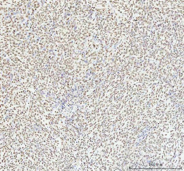 m00066 1 hmgb1 primary antibodies ihc testing 6