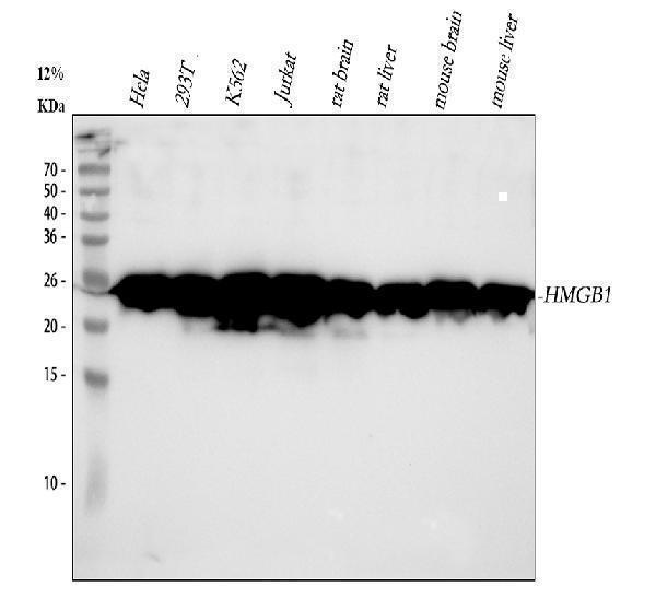 m00066 1 hmgb1 primary antibodies wb testing 1