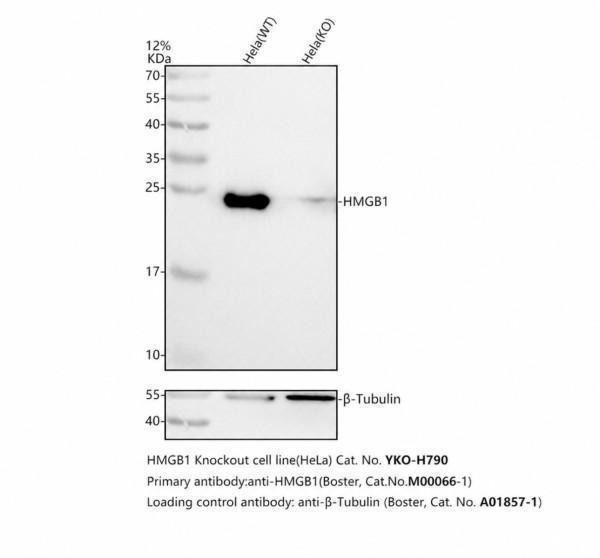 m00066 1 hmgb1 primary antibodies wb testing 2_1