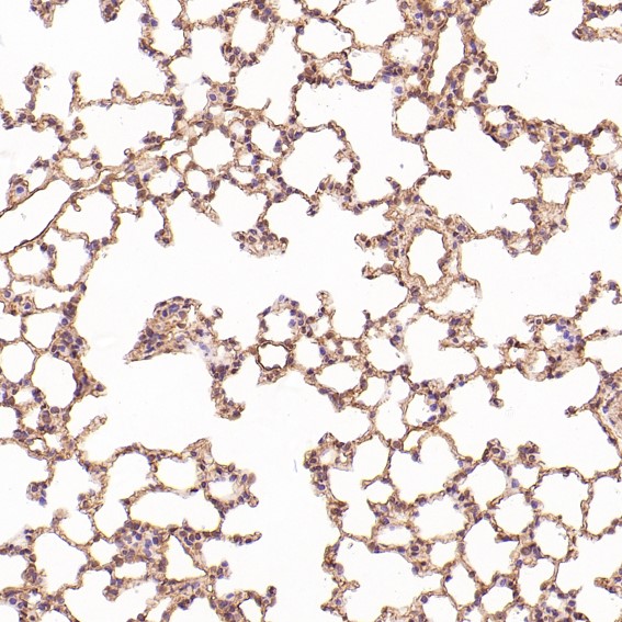m00066 1 ihc7