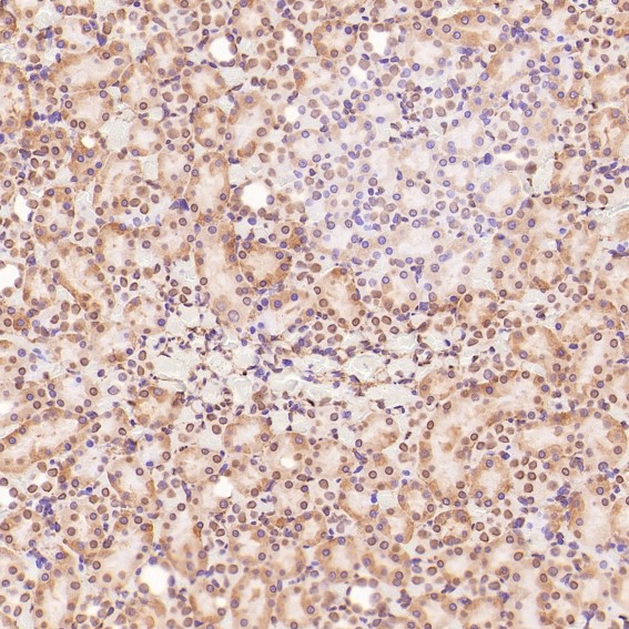 m00066 1 ihc8