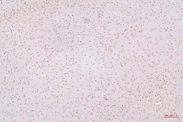 m00066 2 hmgb1 primary antibodies ihc testing 10