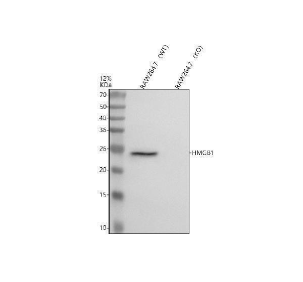 m00066 2 hmgb1 primary antibodies wb testing 2
