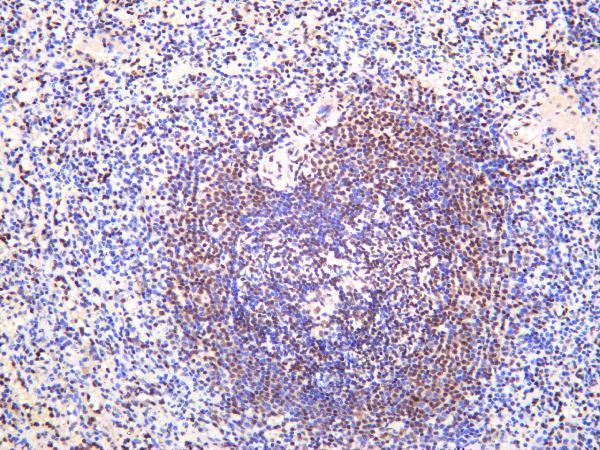 Human spleen was stained with anti-HMGB1 rabbit antibody