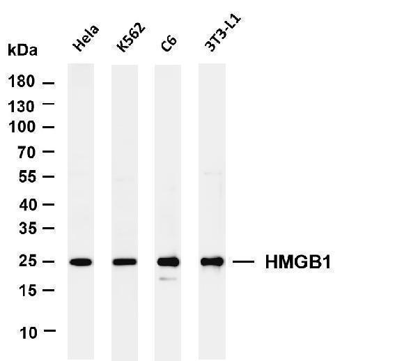 Various whole cell lysates were separated by 4-20% SDS-PAGE, and the membrane was blotted with anti-HMGB1 antibody