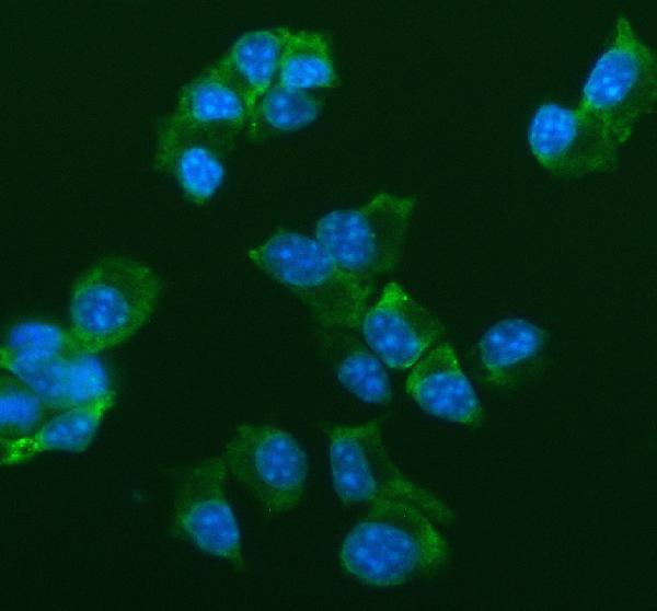 IF analysis of Insulin using anti-Insulin antibody (M00067-1)