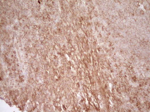 m00068 1 anti cd40 mouse monoclonal antibody clone id oti8b8 ihc testing 10