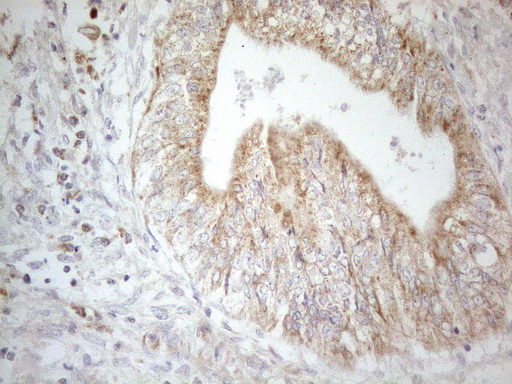 m00068 1 anti cd40 mouse monoclonal antibody clone id oti8b8 ihc testing 13